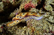 Ceratosomicola mammilata Copepode parasite de Hypselodoris tryoni-Pasar wajo Mandarin city-3m-20180602nuit-Denis-ADER-DSC_3552_tn